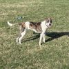 Brandy photo 1
