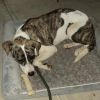 Brandy photo 5