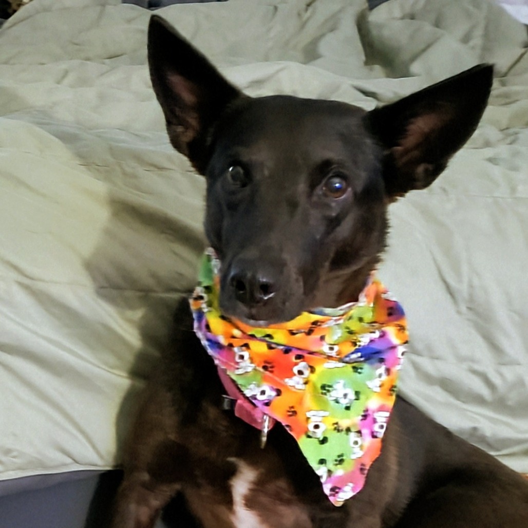 Daisy 9974, an adoptable Mixed Breed, Feist in LOXAHATCHEE, FL, 33470 | Photo Image 1