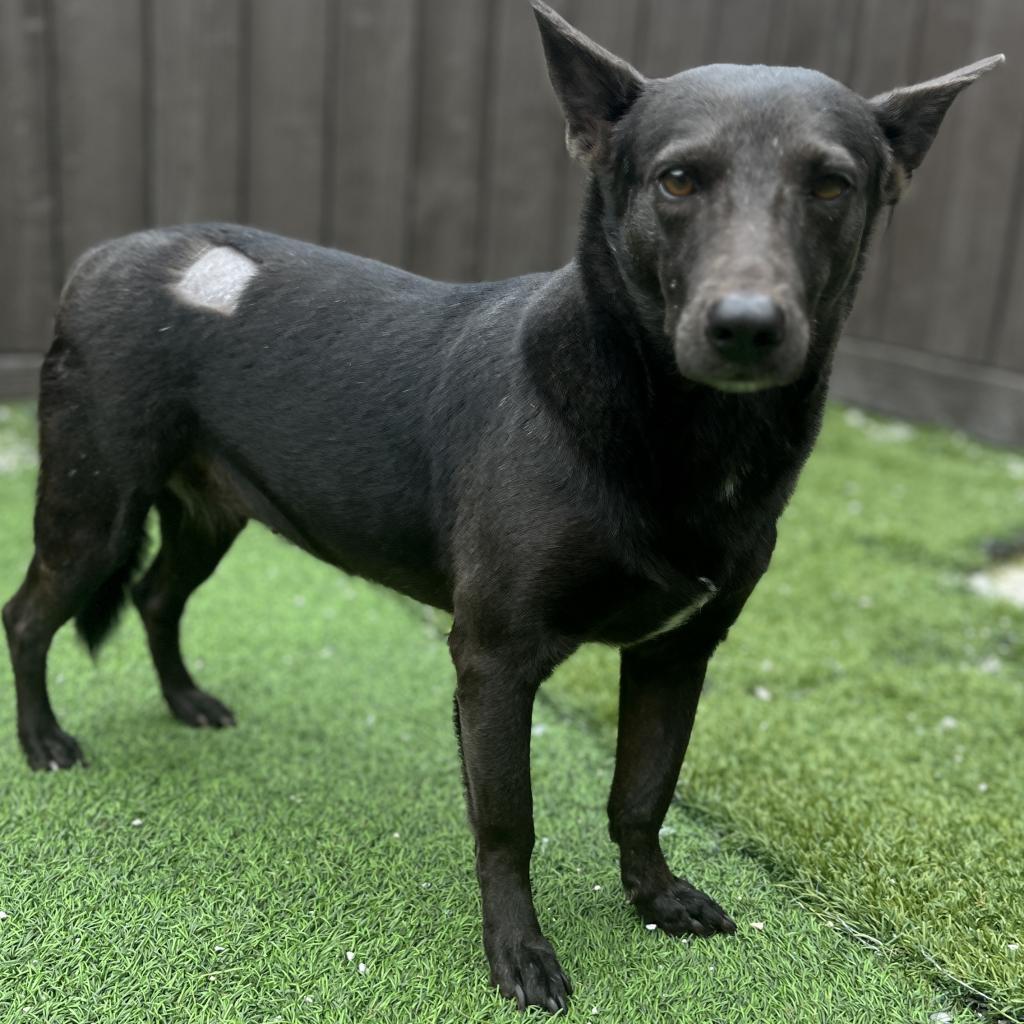 Daisy 9974, an adoptable Mixed Breed, Feist in LOXAHATCHEE, FL, 33470 | Photo Image 2