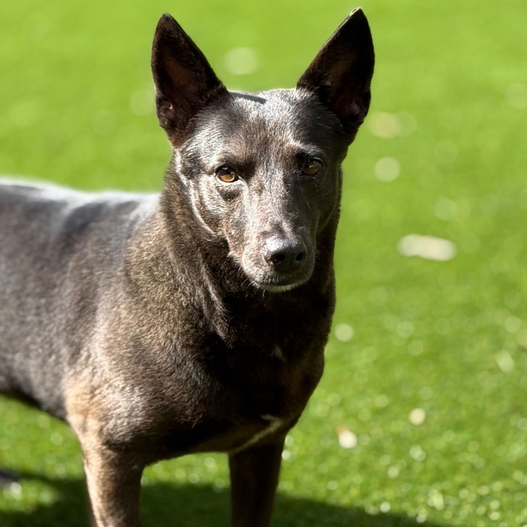 Daisy 9974, an adoptable Mixed Breed, Feist in LOXAHATCHEE, FL, 33470 | Photo Image 3