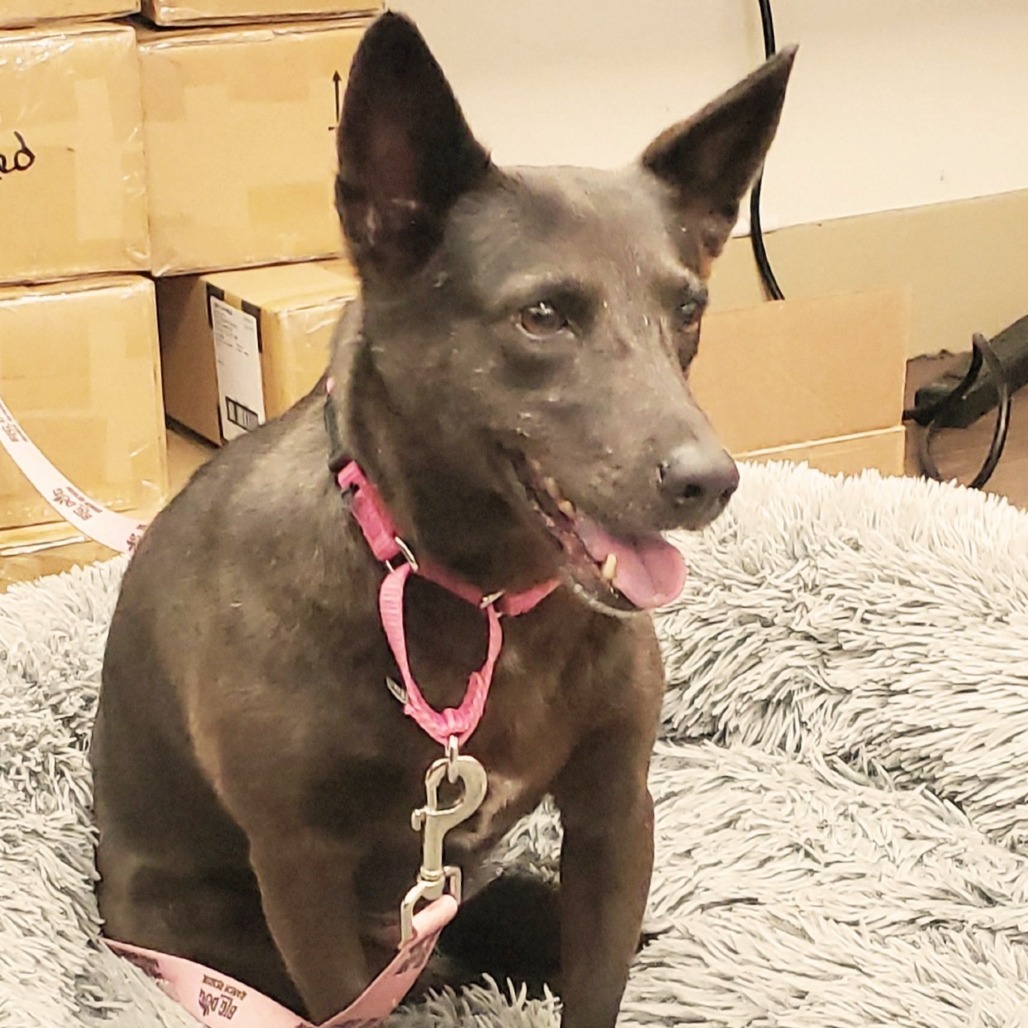 Daisy 9974, an adoptable Mixed Breed, Feist in LOXAHATCHEE, FL, 33470 | Photo Image 4