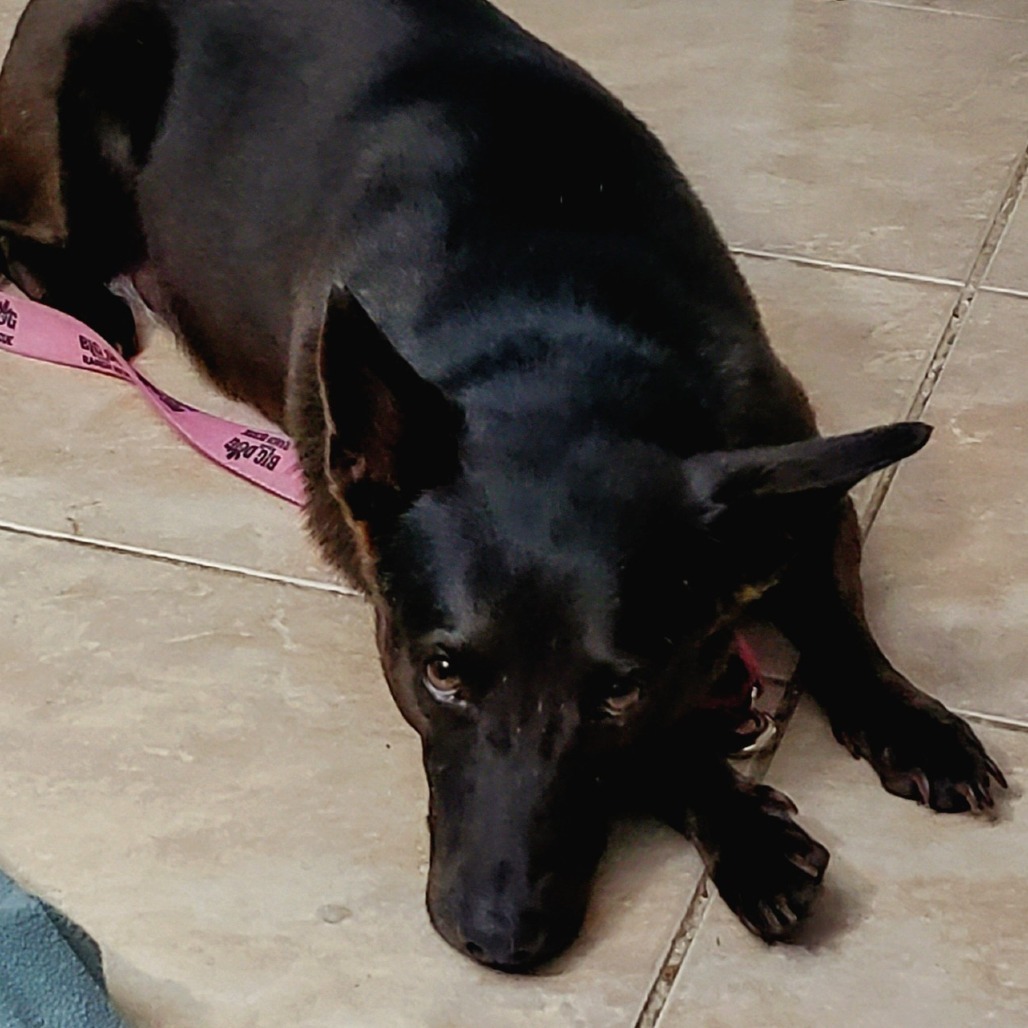 Daisy 9974, an adoptable Mixed Breed, Feist in LOXAHATCHEE, FL, 33470 | Photo Image 5