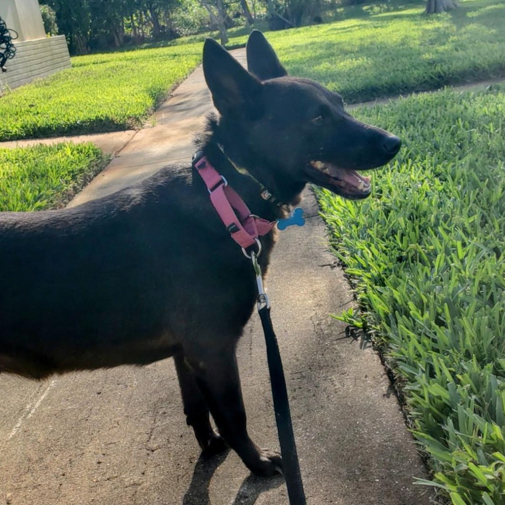Daisy 9974, an adoptable Mixed Breed, Feist in LOXAHATCHEE, FL, 33470 | Photo Image 6