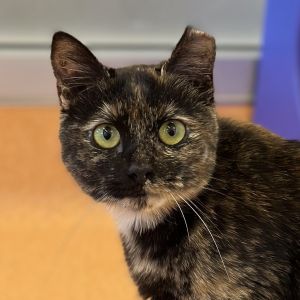 Hey there Im Dottie I am a one year old medium sized domestic shorthaired s
