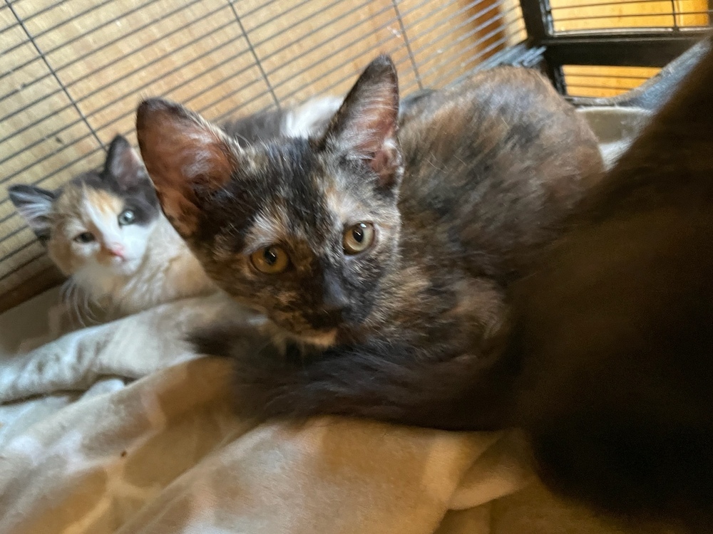 Truffle, an adoptable Domestic Short Hair in Thatcher, AZ, 85552 | Photo Image 1