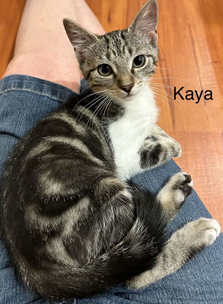 Kaya 2