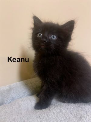 Keanu Domestic Short Hair Cat