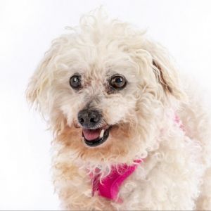 Meet Hostess a sweetheart who gets along famously with other furry pals Hostesss gentle nature ma
