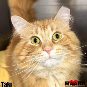 Meet Taki the fiery and fabulous long-haired orange cat with a zest for life as bold as his namesak