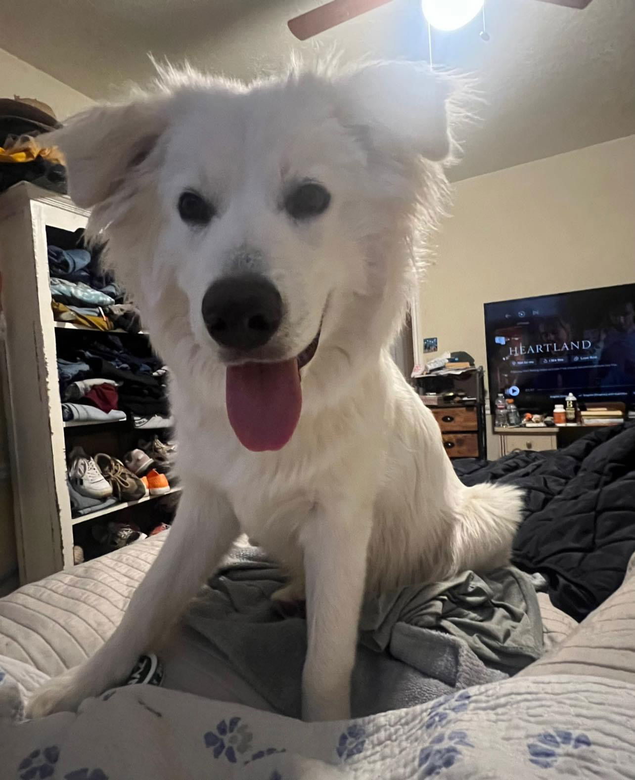 Yeti, an adoptable Great Pyrenees in Bountiful, UT, 84010 | Photo Image 1