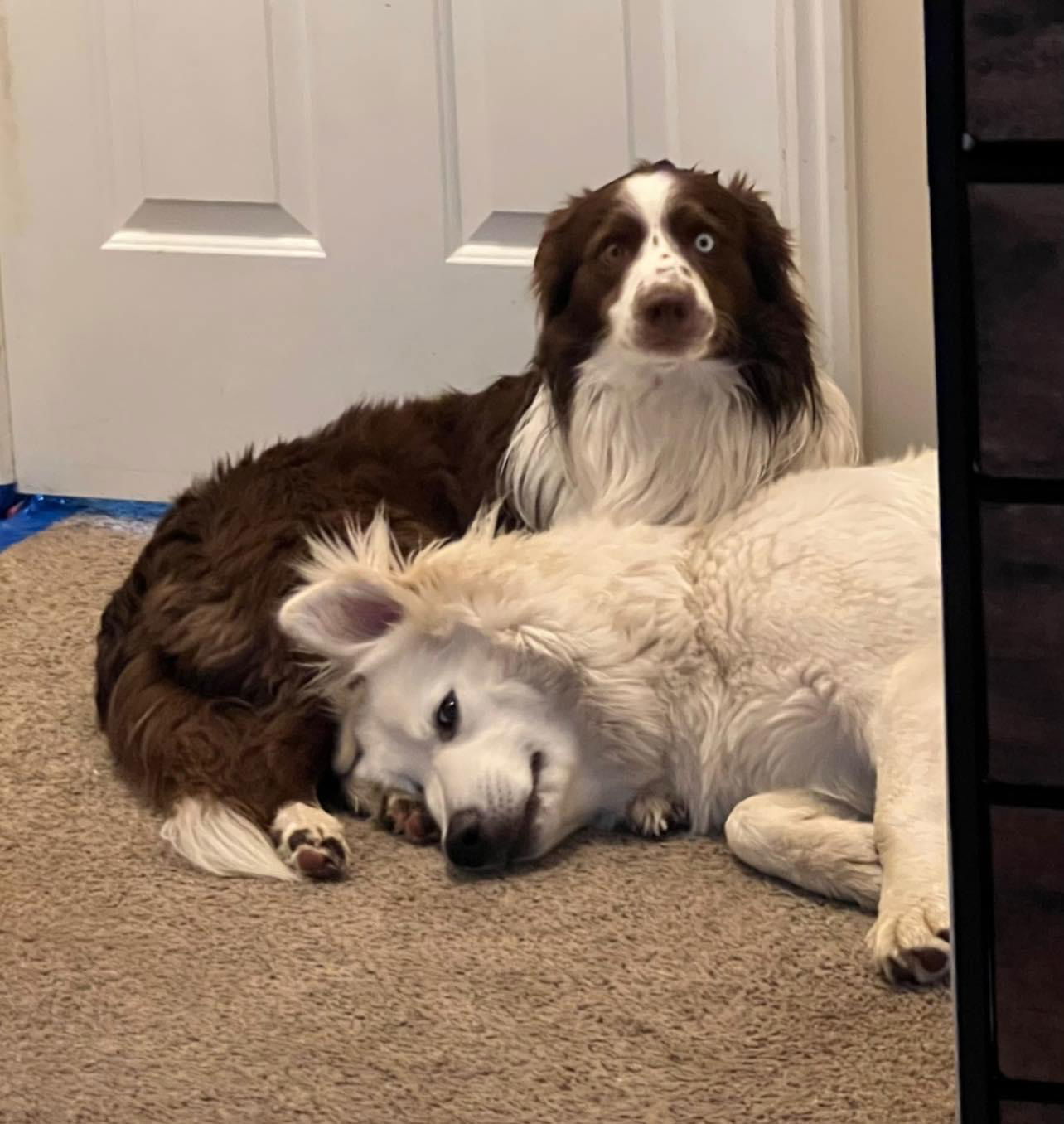 Yeti, an adoptable Great Pyrenees in Bountiful, UT, 84010 | Photo Image 2