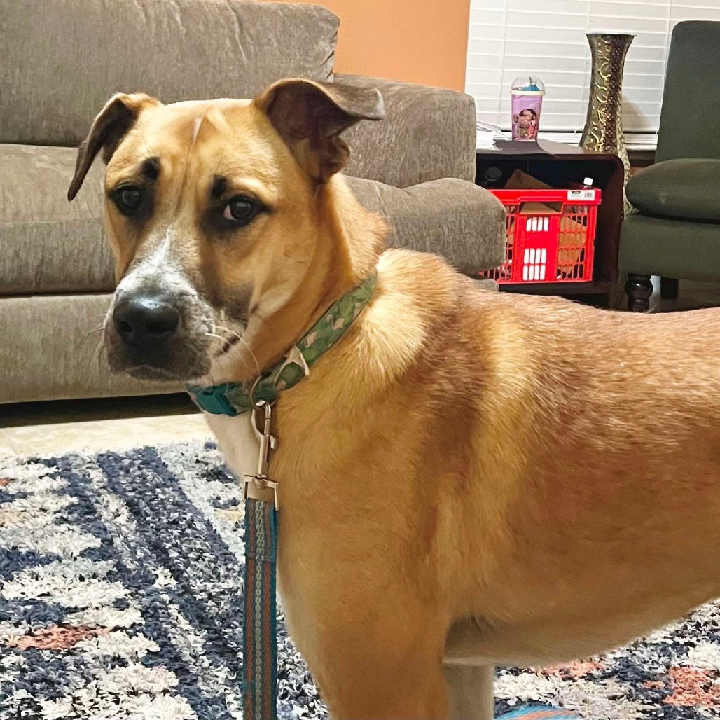 Kye AZ, an adoptable Shepherd in Las Vegas, NV, 89145 | Photo Image 3