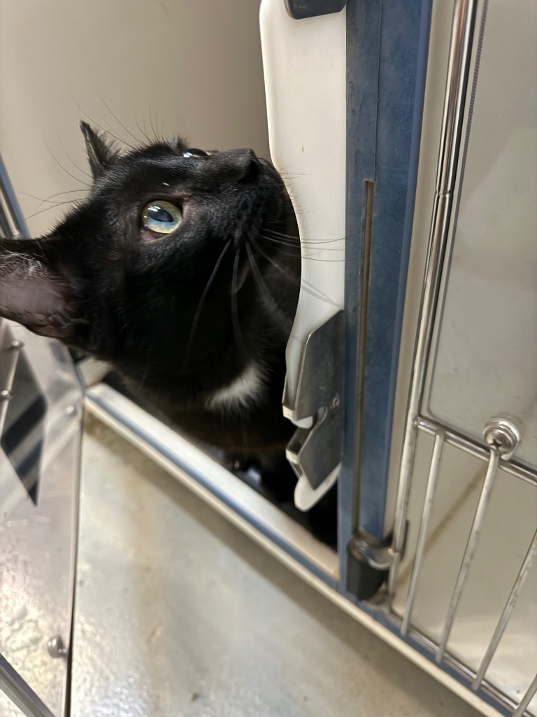 ALFRED, an adoptable Domestic Short Hair in Crandon, WI, 54520 | Photo Image 1