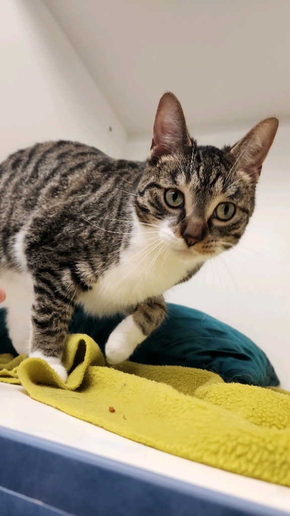 Betty, an adoptable Domestic Short Hair in Crandon, WI, 54520 | Photo Image 1