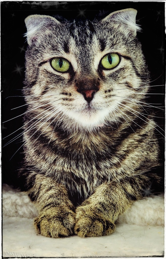 Daisy, an adoptable Scottish Fold in Gold Beach, OR, 97444 | Photo Image 1