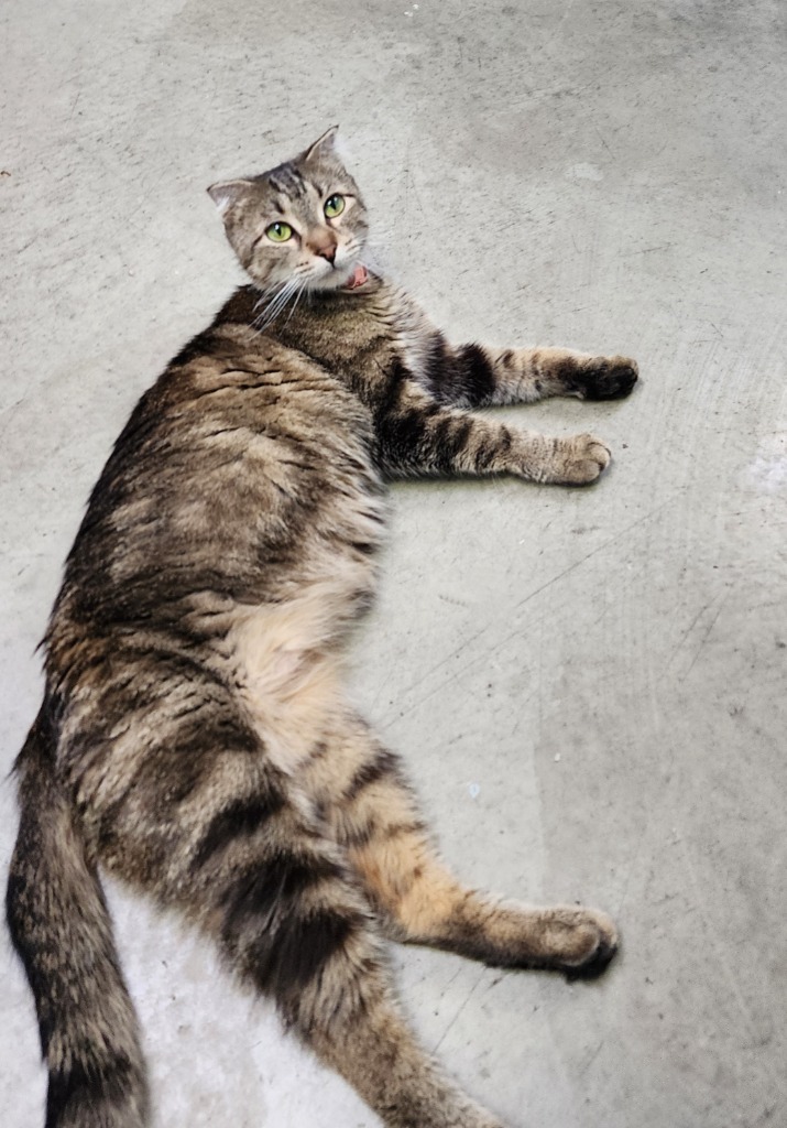 Daisy, an adoptable Scottish Fold in Gold Beach, OR, 97444 | Photo Image 2