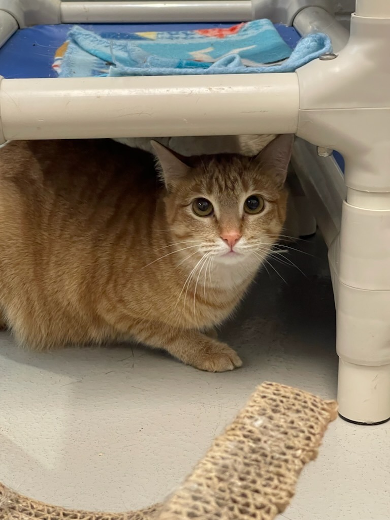 Missy, an adoptable Domestic Short Hair in Bossier City, LA, 71111 | Photo Image 1