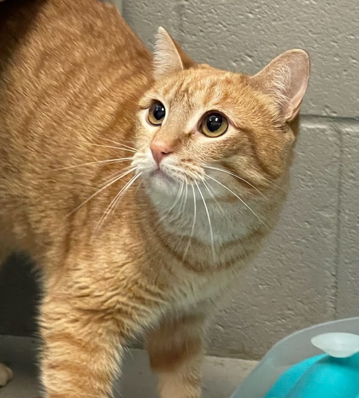 Goldie, an adoptable Domestic Short Hair in Bossier City, LA, 71111 | Photo Image 1