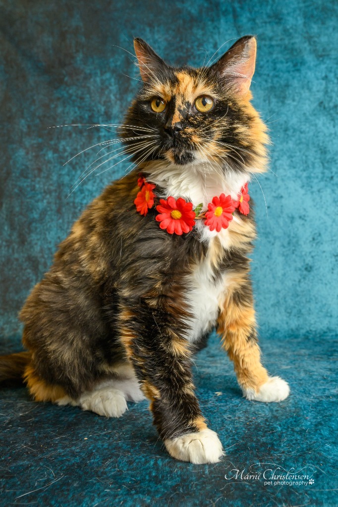 Maddi, an adoptable Domestic Short Hair in Rock Springs, WY, 82901 | Photo Image 1