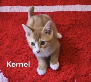 Kernel Tabby Cat