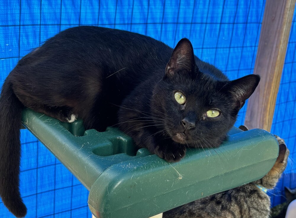 Toes, an adoptable American Shorthair in Troy, AL, 36081 | Photo Image 1