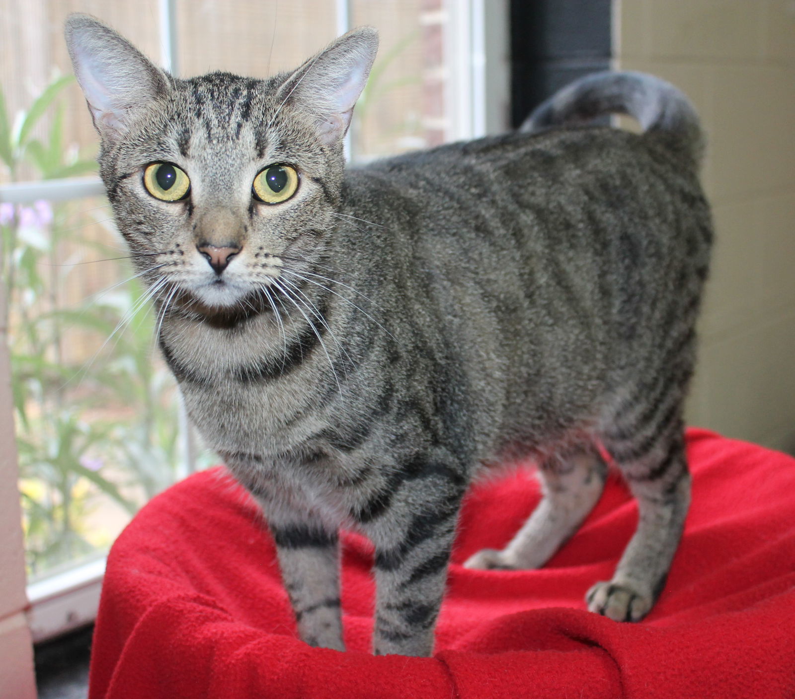 Whiskers - 39613, an adoptable Domestic Short Hair, Tabby in Prattville, AL, 36067 | Photo Image 1