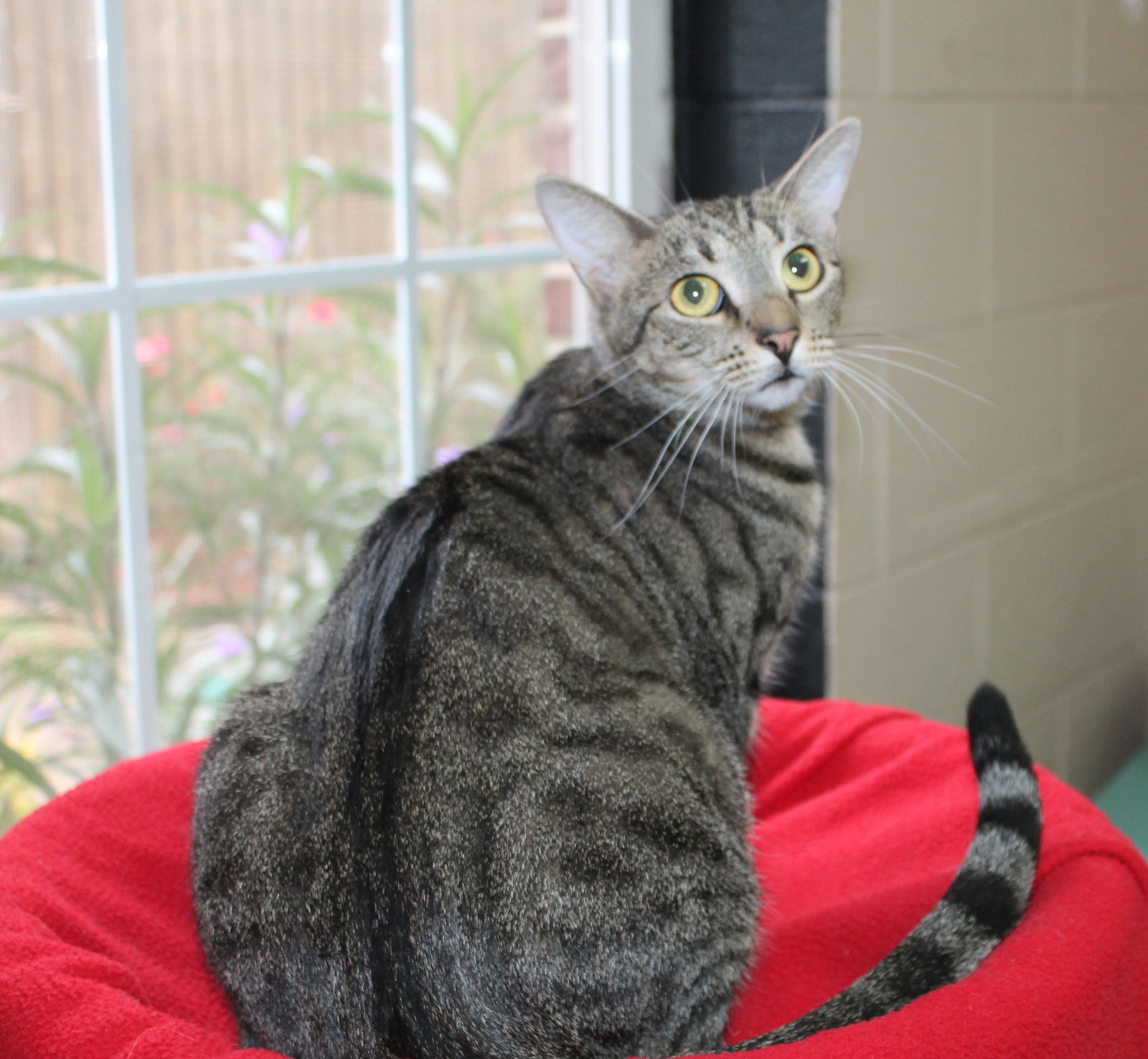 Whiskers - 39613, an adoptable Domestic Short Hair, Tabby in Prattville, AL, 36067 | Photo Image 2