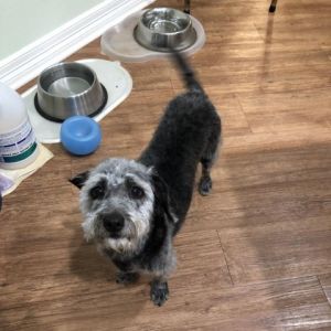 Adopt Eddie Ray the personable 5 year old Schnauzer weighing in at only 20 lbs Eddie Ray is eager