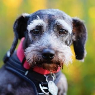 Eddie Ray, an adoptable Schnauzer, Poodle in Houston, TX, 77006 | Photo Image 1