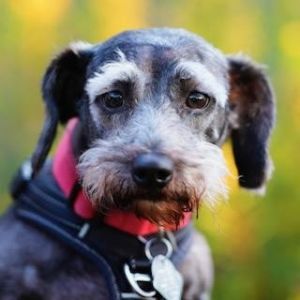 Adopt Eddie Ray the personable 5 year old Schnauzer weighing in at only 20 lbs Eddie Ray is eager