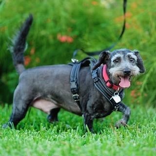 Eddie Ray, an adoptable Schnauzer, Poodle in Houston, TX, 77006 | Photo Image 2