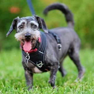 Eddie Ray, an adoptable Schnauzer, Poodle in Houston, TX, 77006 | Photo Image 3