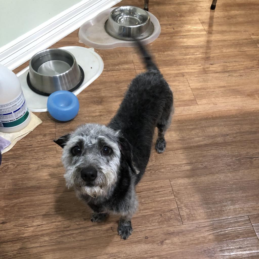 Eddie Ray, an adoptable Schnauzer, Poodle in Houston, TX, 77006 | Photo Image 4