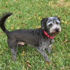 Eddie Ray, an adoptable Schnauzer, Poodle in Houston, TX, 77006 | Photo Image 4