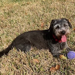 Eddie Ray, an adoptable Schnauzer, Poodle in Houston, TX, 77006 | Photo Image 5