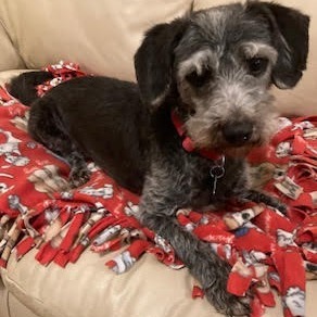 Eddie Ray, an adoptable Schnauzer, Poodle in Houston, TX, 77006 | Photo Image 6