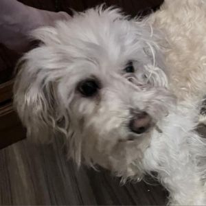 Bentley Dean is a 6 year old poodle mix who weighs just 8 lbs He is a sweet little guy