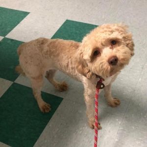 Naomi is a 5 year old schnoodle She is 14 lbs She is still learning to trust p
