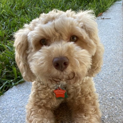 Naomi, an adoptable Poodle, Schnauzer in Houston, TX, 77006 | Photo Image 1