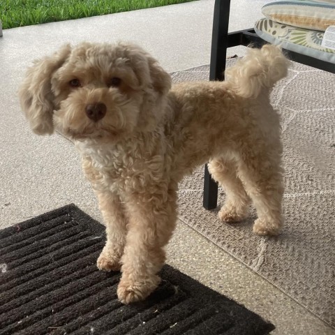 Naomi, an adoptable Poodle, Schnauzer in Houston, TX, 77006 | Photo Image 3