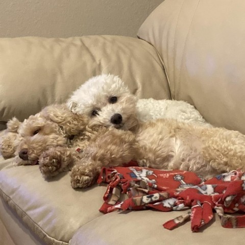 Naomi, an adoptable Poodle, Schnauzer in Houston, TX, 77006 | Photo Image 4