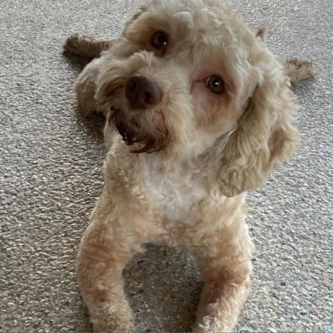 Naomi, an adoptable Poodle, Schnauzer in Houston, TX, 77006 | Photo Image 5