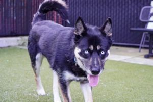 What my friends at Seattle Humane say about me I am new here and the staff are still getting to