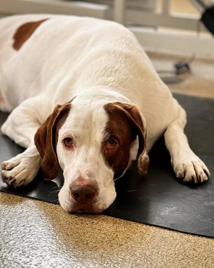 Flurry, an adoptable Pointer, Mixed Breed in Harbor Springs, MI, 49740 | Photo Image 1