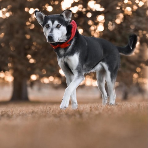 Eli, an adoptable Husky, Mixed Breed in Cheyenne, WY, 82009 | Photo Image 2
