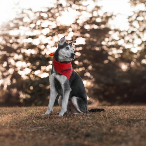 Eli, an adoptable Husky, Mixed Breed in Cheyenne, WY, 82009 | Photo Image 4