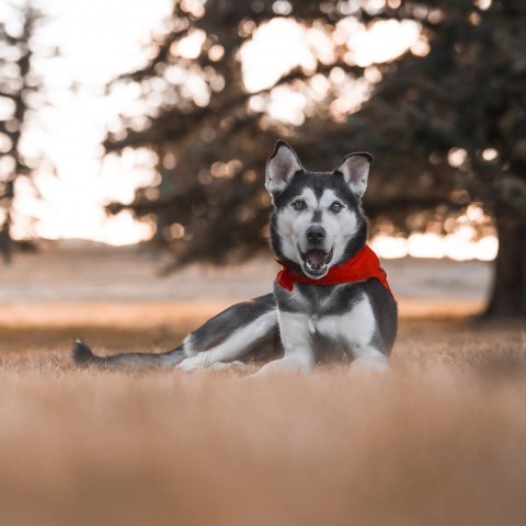 Eli, an adoptable Husky, Mixed Breed in Cheyenne, WY, 82009 | Photo Image 5