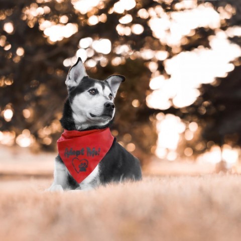 Eli, an adoptable Husky, Mixed Breed in Cheyenne, WY, 82009 | Photo Image 6