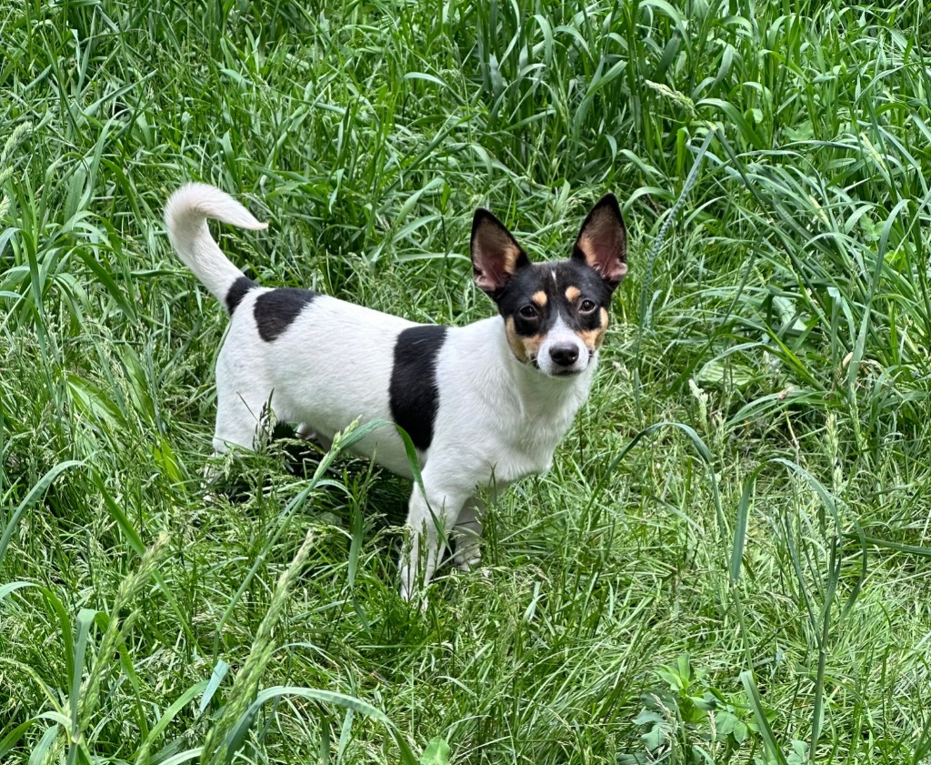 Prince, an adoptable Rat Terrier in Thompson Falls, MT, 59873 | Photo Image 1